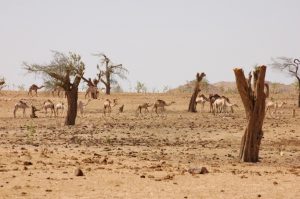 Camel grazing in Arabia