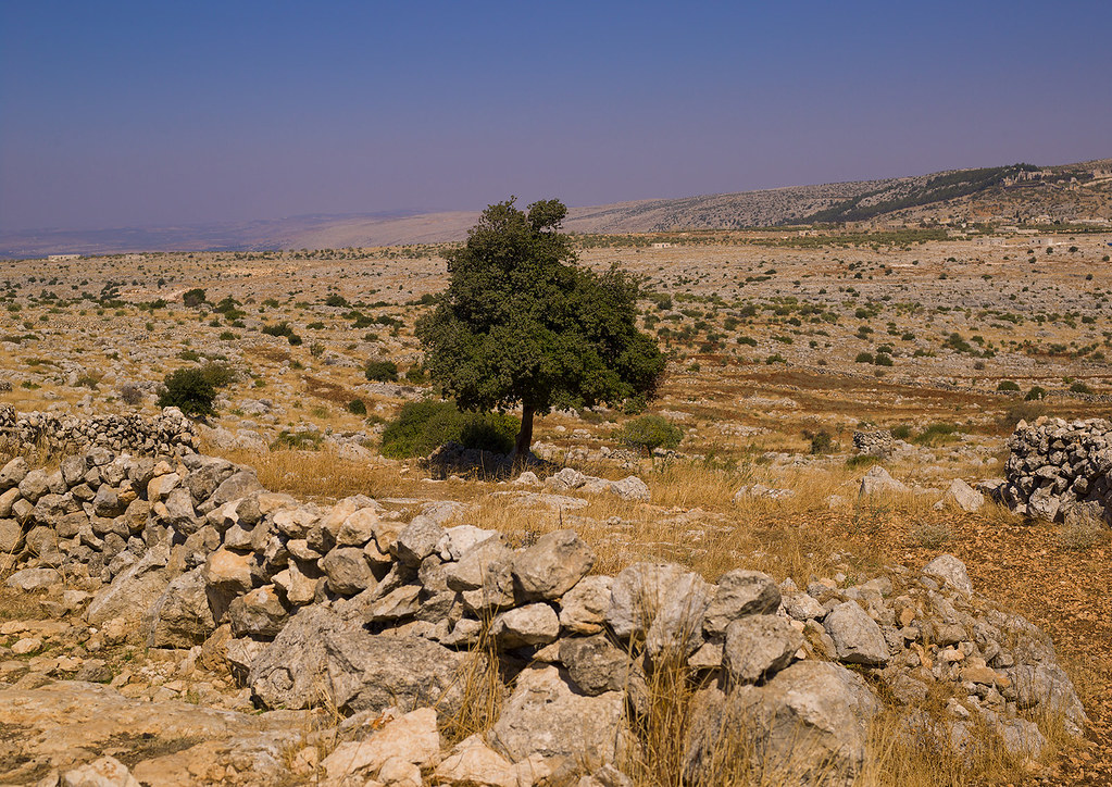 Syrian semi arid desert